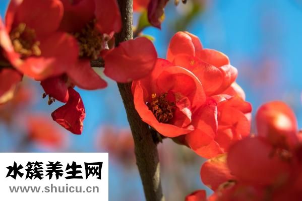 斷奶時麥芽怎么吃