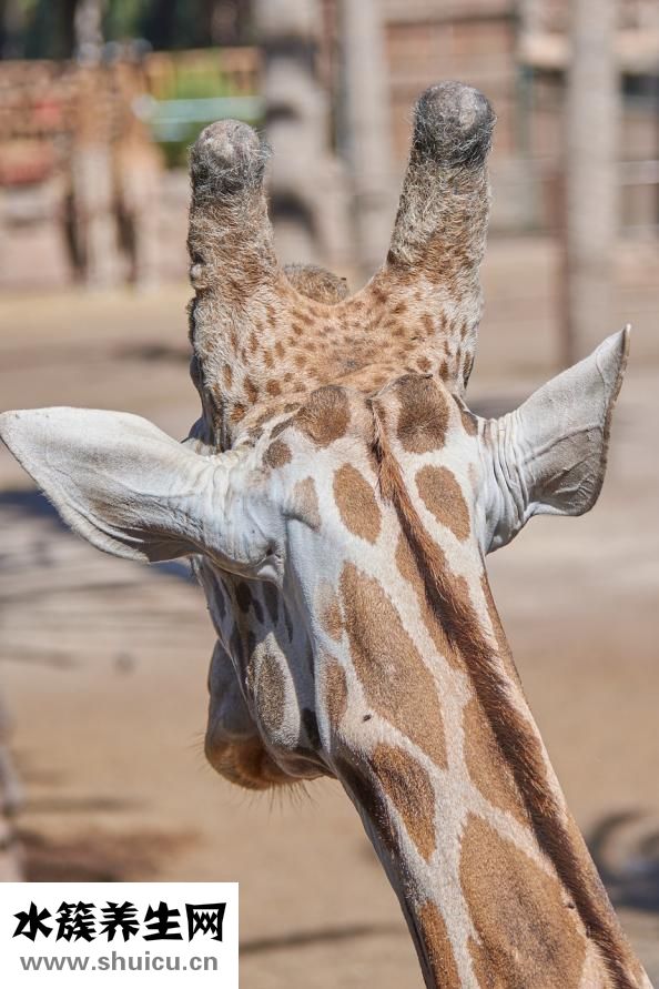 怎么訓(xùn)練老鼠