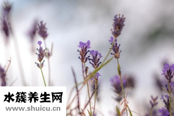 薰衣草原液怎么用