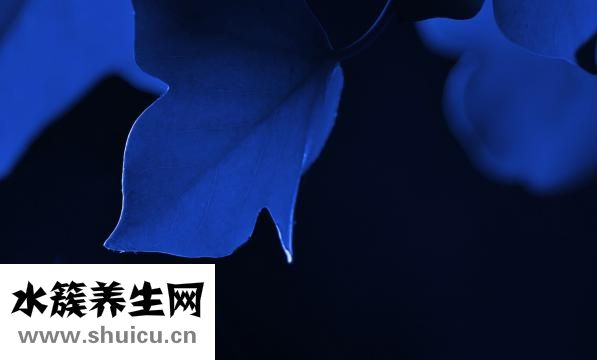 圓臉形怎么扎發好看