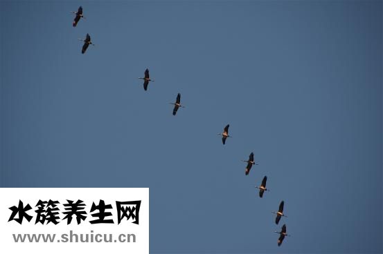 怎么訓(xùn)練老鼠