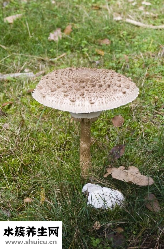 脖子長癬了怎么辦