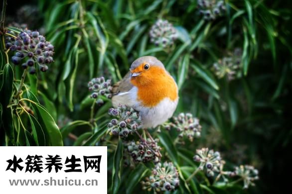 有恐懼癥怎么辦