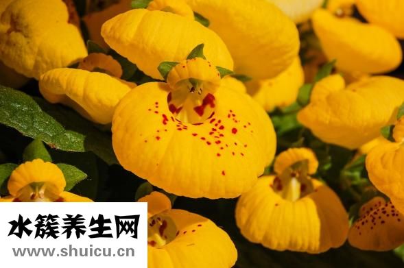 裂頭蚴怎么治療