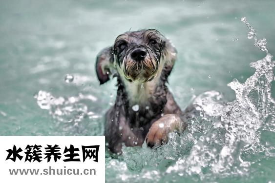 狗狗有鉤蟲(chóng)怎么辦