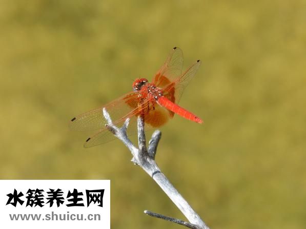 手長(zhǎng)凍瘡了怎么辦