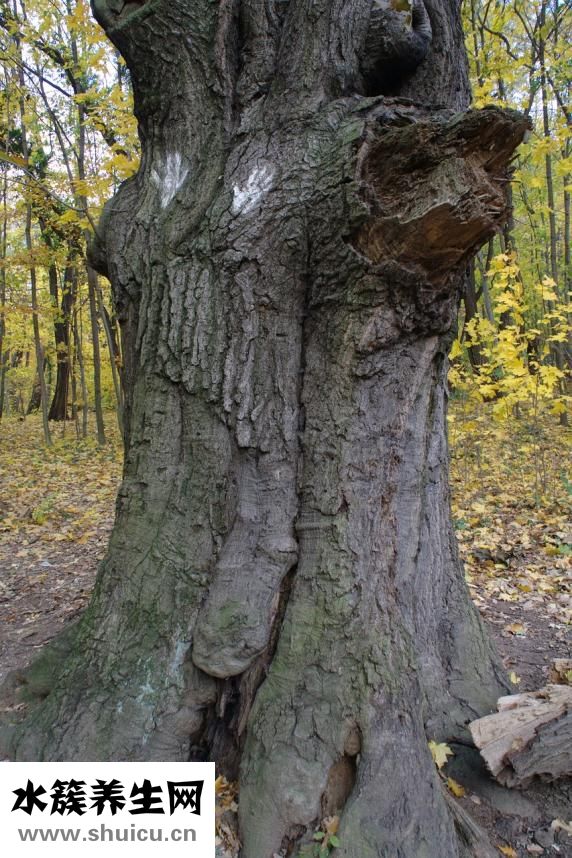 徐紀(jì)平怎么了