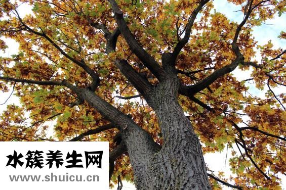 人格地格吉兇怎么看