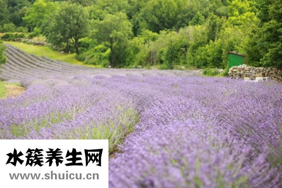 薰衣草原液怎么用