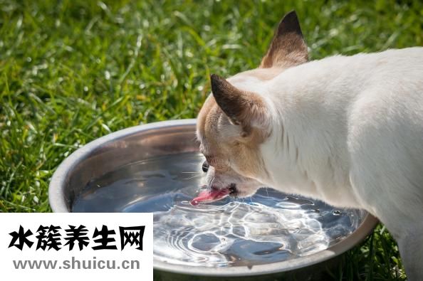 狗狗有鉤蟲(chóng)怎么辦