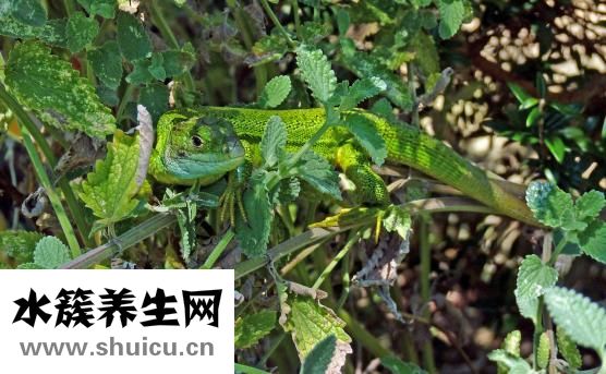 怎么在肚子里養(yǎng)蛔蟲