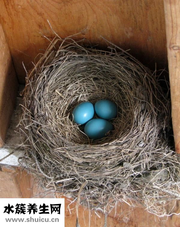 倉鼠香腺怎么清理