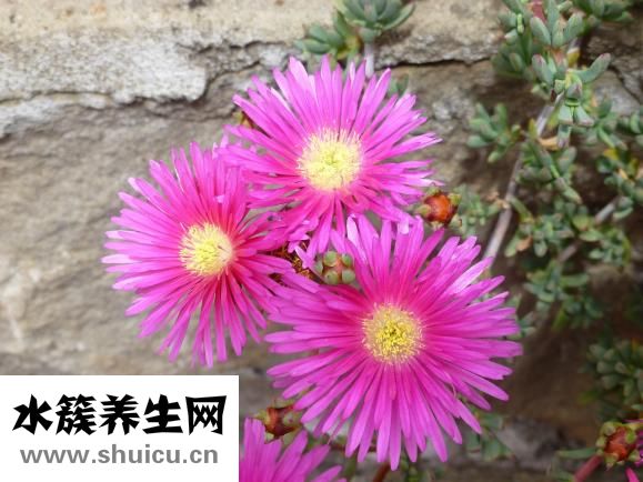 白芝麻怎么炒熟保存