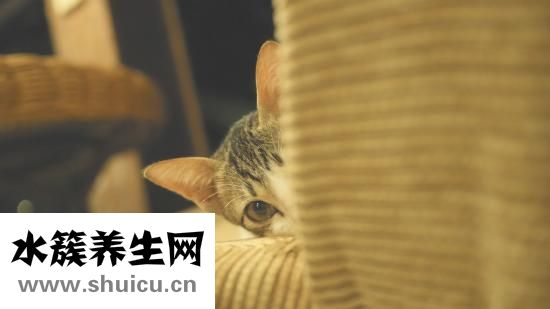 泰迪幼犬怎么剃胎毛