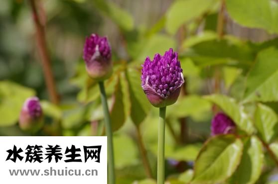 韭菜籽炎黃怎么做