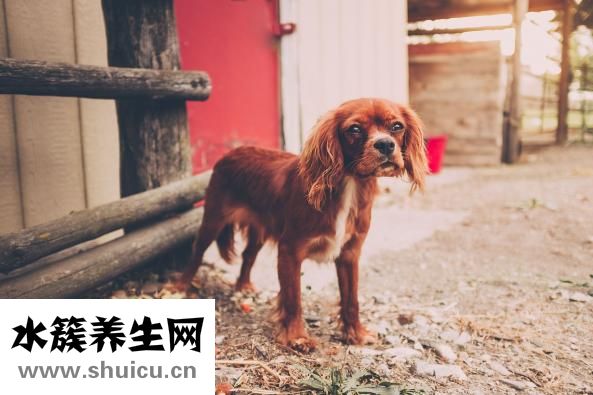 狗狗有鉤蟲(chóng)怎么辦