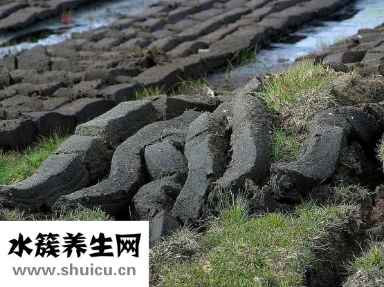 斷奶時麥芽怎么吃