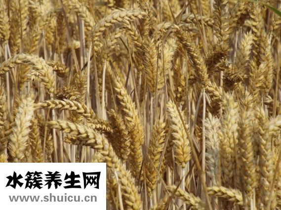 小鵝怎么養(yǎng)殖技術(shù)