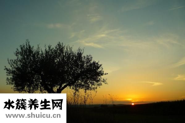 羊頭怎么煮好吃