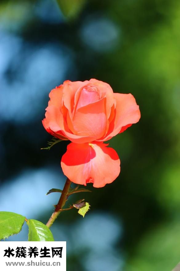 怎么去狐臭味小妙招