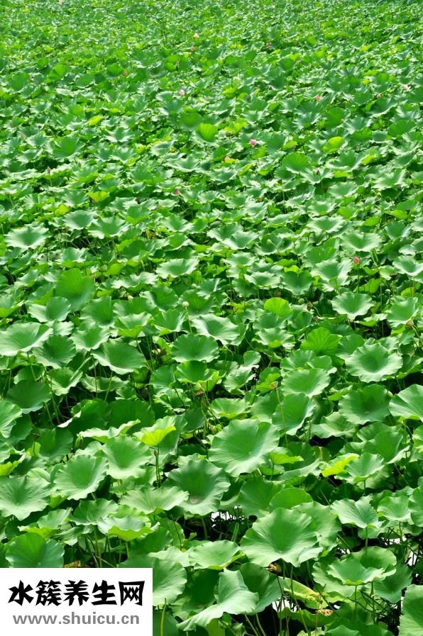 舌苔厚白怎么治