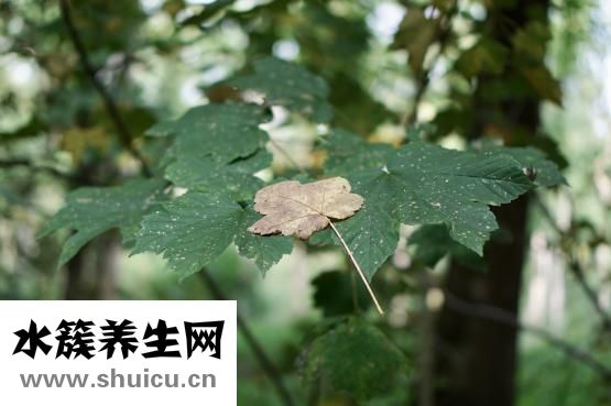 水草爛葉怎么辦