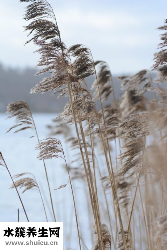 水草爛葉怎么辦