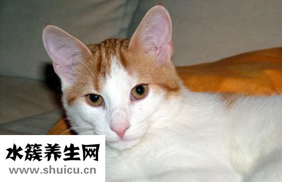 被貓咬傷了怎么辦