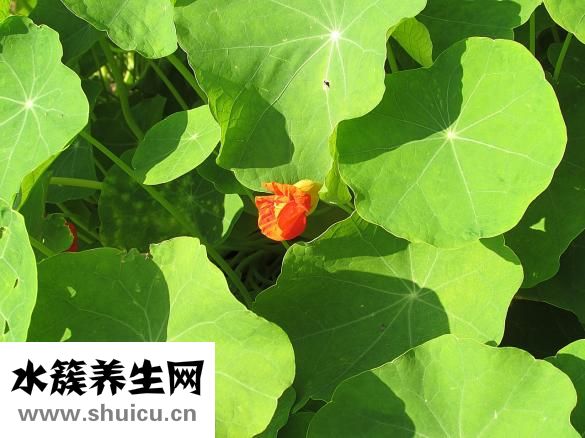 紫金花的怎么養(yǎng)