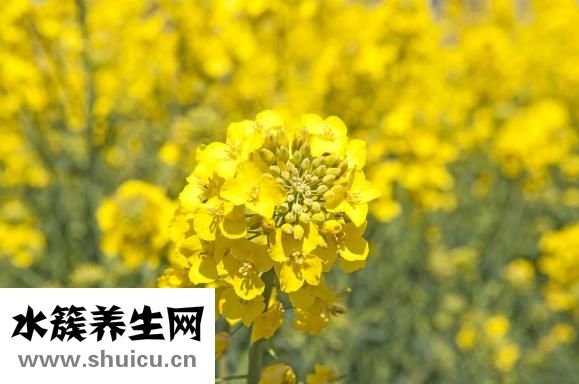 胡麻籽油怎么吃