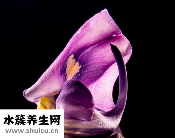 男鬼孩子怎么培養