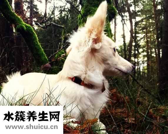 被火燒傷疼怎么辦