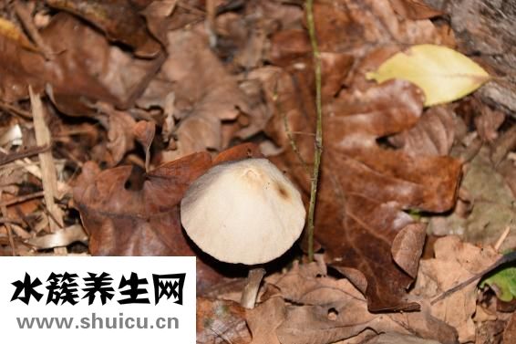 指甲發亮是怎么回事