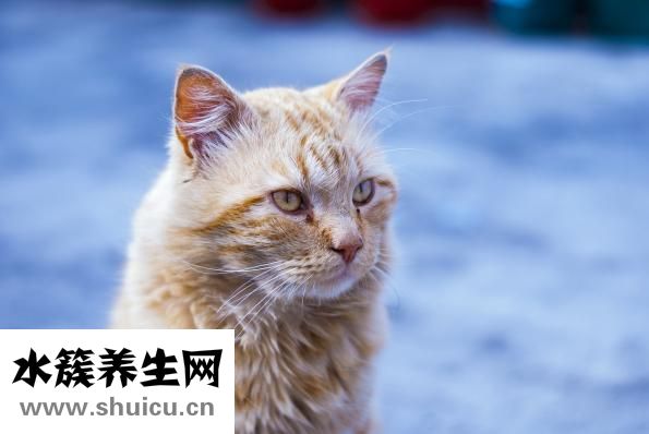 長(zhǎng)白睫毛是怎么回事