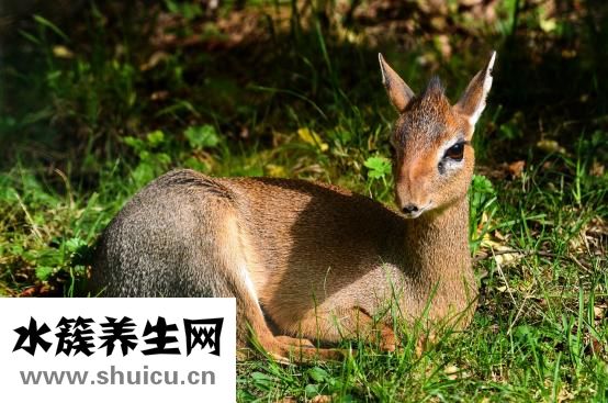 陳氏太極拳要怎么學