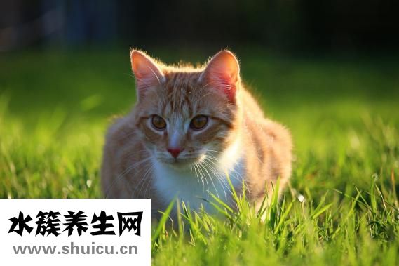 貓護(hù)食怎么辦