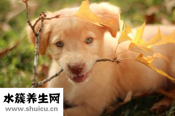 腦袋起包怎么回事