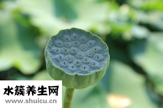 麻杏石甘湯怎么弄