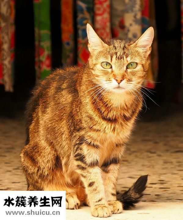 陳氏太極拳要怎么學