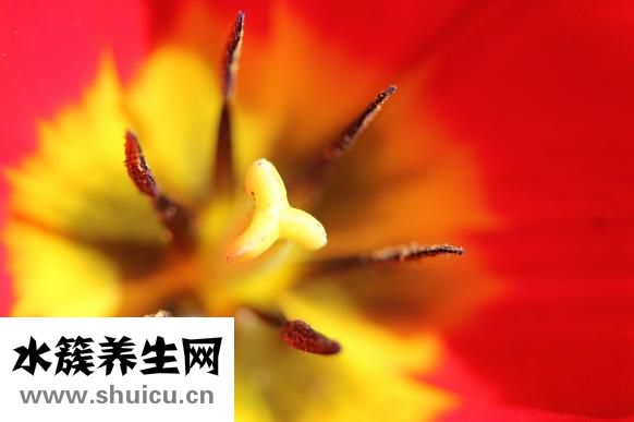 攻心翻是怎么引起的