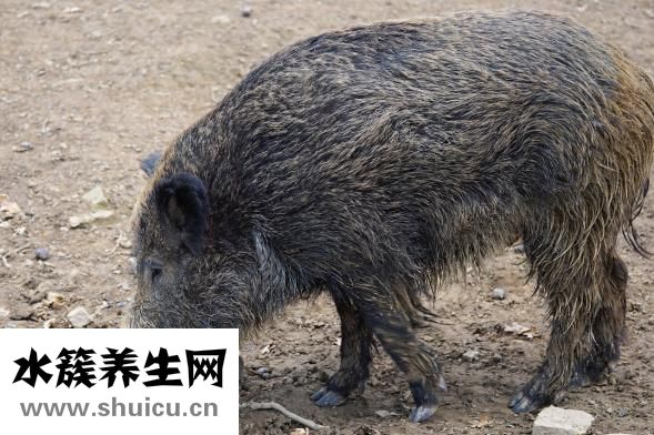 懷孕母豬便秘怎么辦