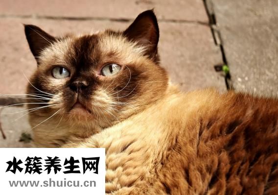 貓護(hù)食怎么辦