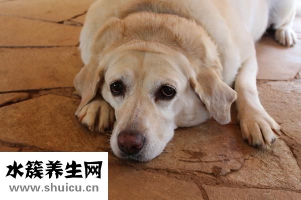 寶寶嘔吐怎么護理