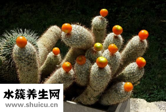 牙齦糜爛怎么辦