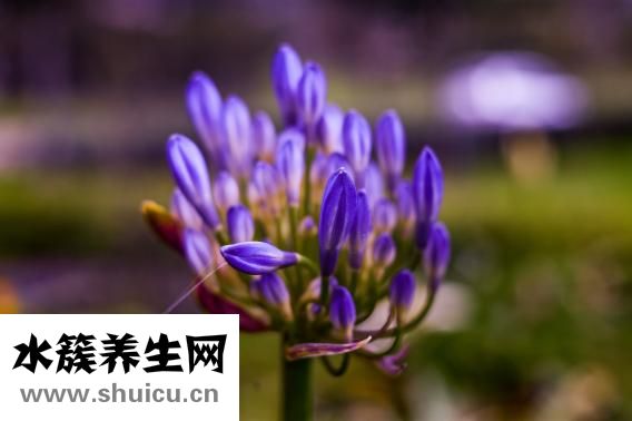 元胡怎么制成干品