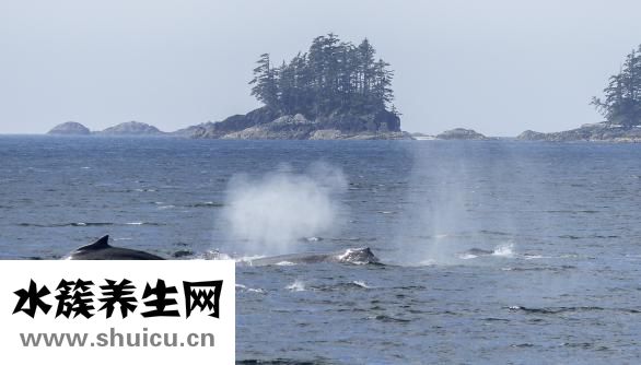 下循環(huán)魚缸怎么換水