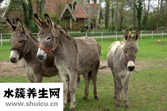 下循環(huán)魚缸怎么換水