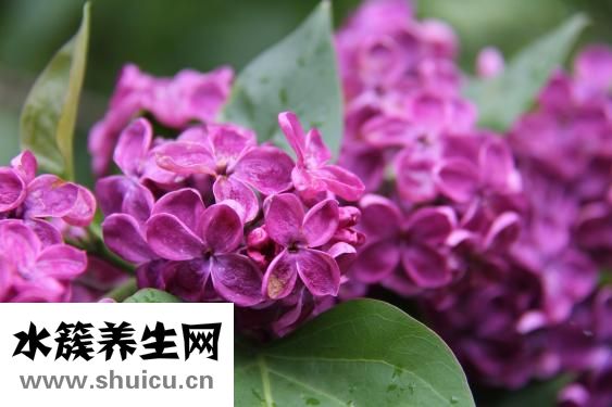 元胡怎么制成干品