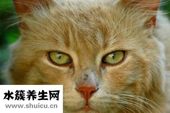 習慣是怎么養成的