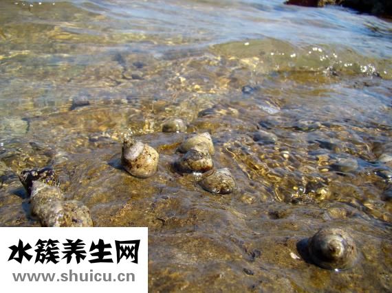 冰凍扇貝肉怎么洗